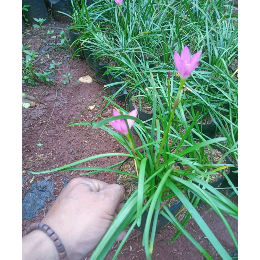 paket 100 polibek//tanaman hias lili hujan