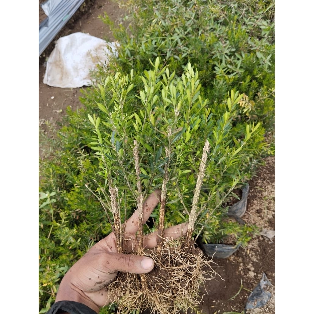 bonsai boxsus murah 20 ribu dapat 4 pohon boksus