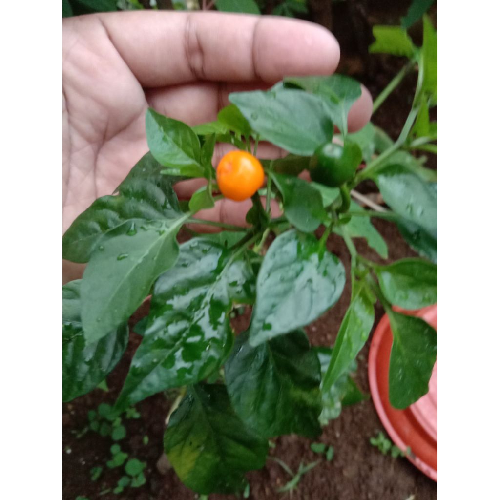Benih Cabai Aji Charapita - Premium Seeds 20 Butir