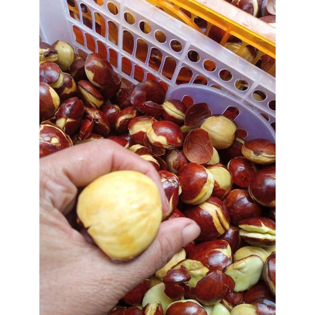 jengkol tua abres 1kg, hasil bumi jengkol tua, jengkol tua murah, jengkol tua fresh