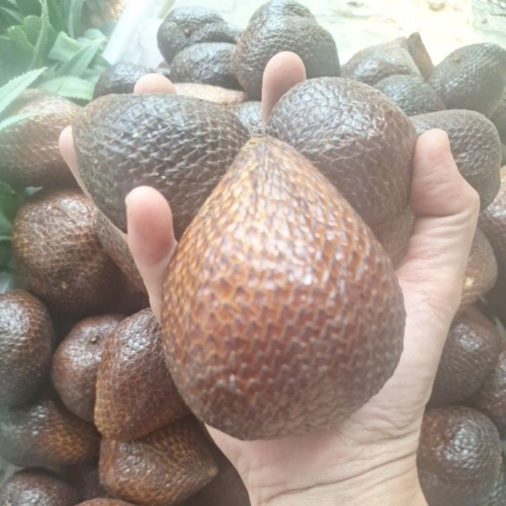 Salak pondoh asli 1 kilo