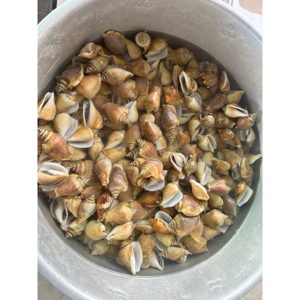 GongGong Cangkang Merah (Batam Only)