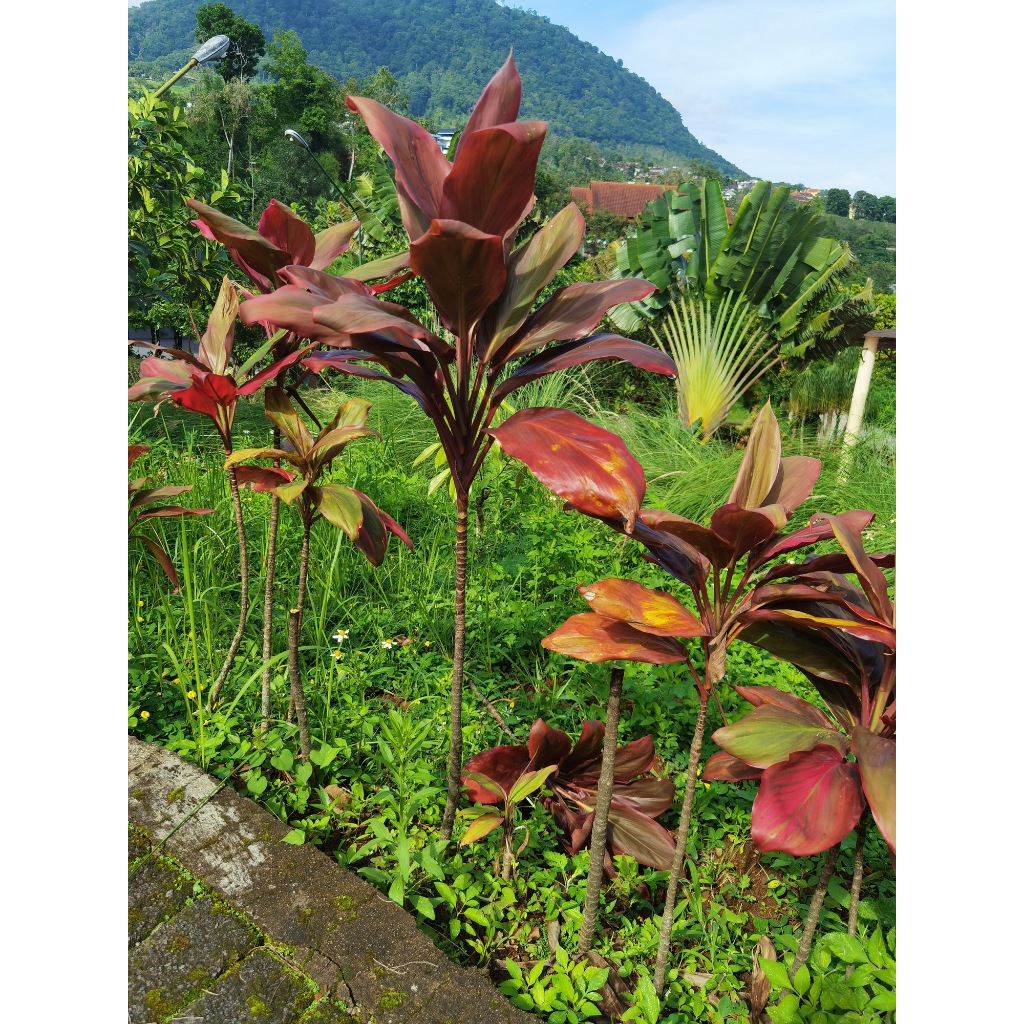 Andong merah / Hanjuang Merah