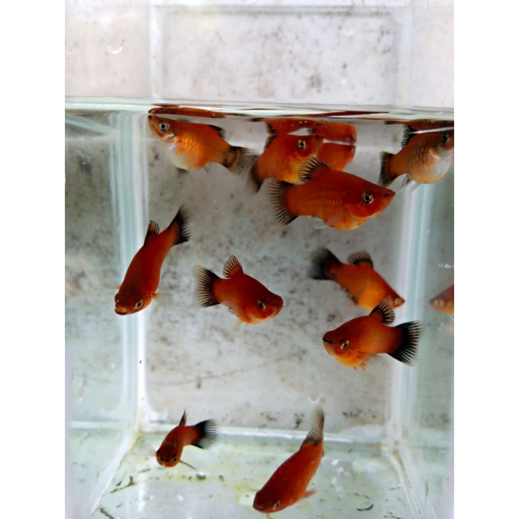 IKAN HIAS PLATY SB WAGTAIL DEWASA_1 Ekor