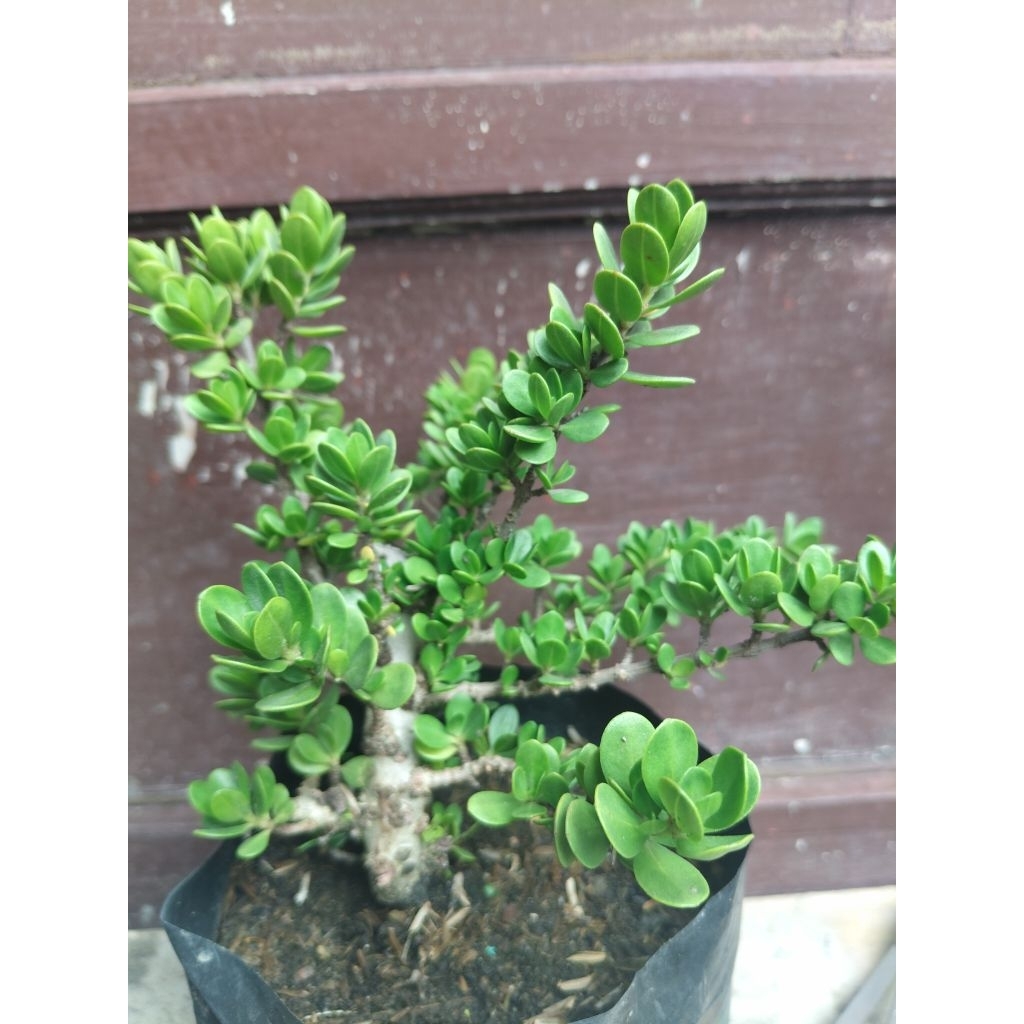 (sesuai gambar) Santigi mawar daun bulat