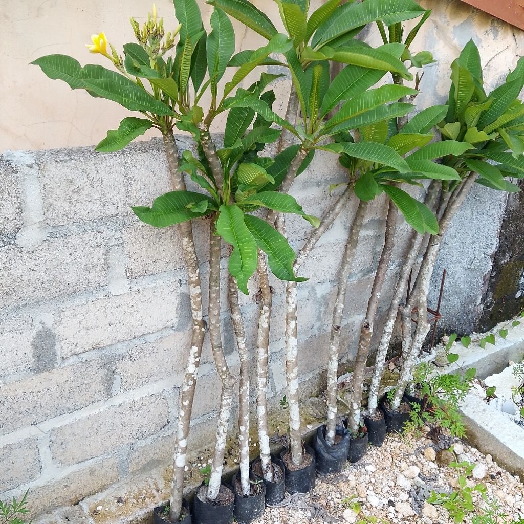 Kamboja Bali bunga kuning tinggi 80 cm - 1 meter