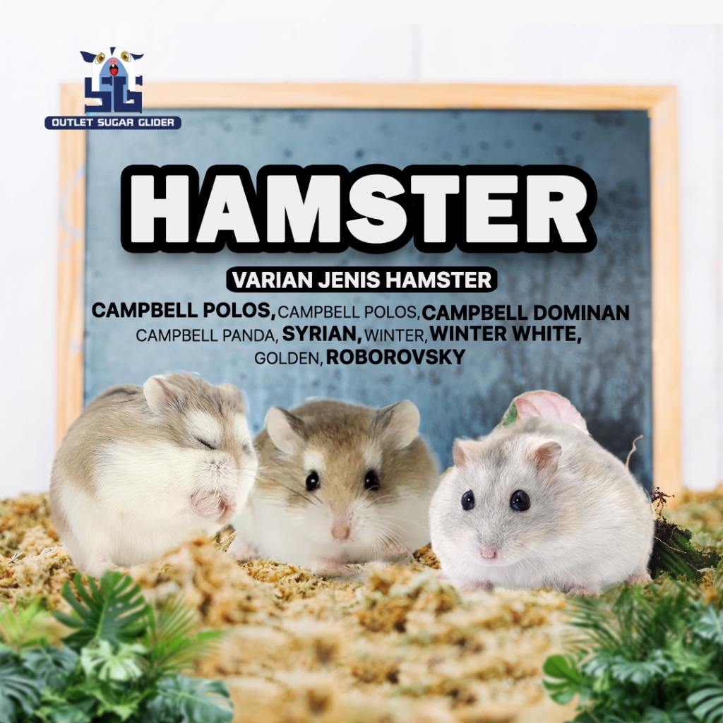 HAMSTER SEMUA JENIS, CAMPBELL PANDA, GOLDEN, SYRIAN,WINTER WHITE, ROBOROVSKY