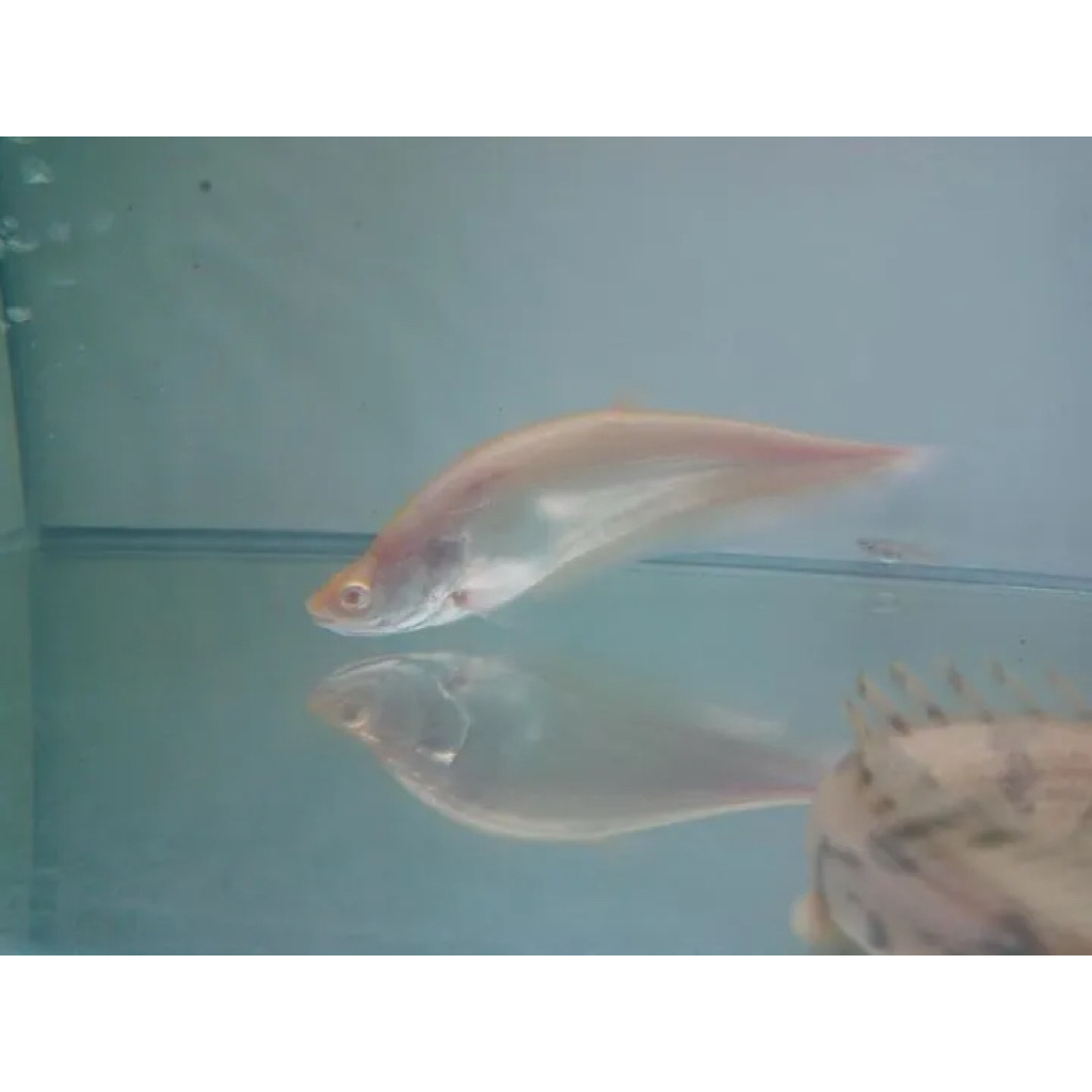 belidaa albino hias / belida albino hiasan aquarium / belida albino hias 10-12cm