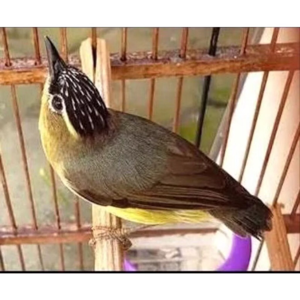 Burung Opyor Jambul Pilihan Terbaik Masteran Kicau