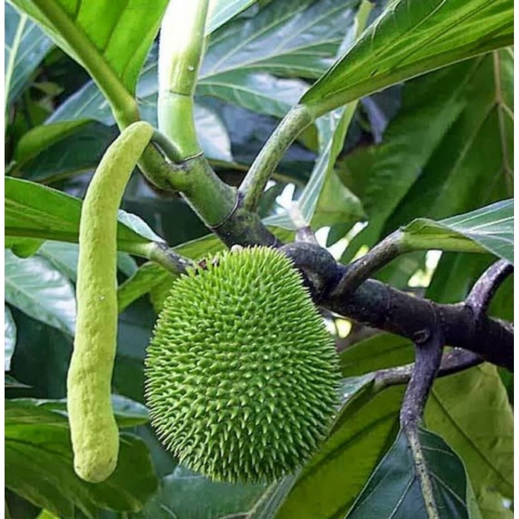 buah kluwih  segar nggak terlalu tua