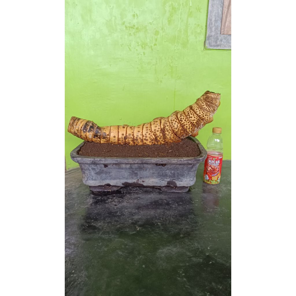 Bahan Bonsai Bambu Kuning