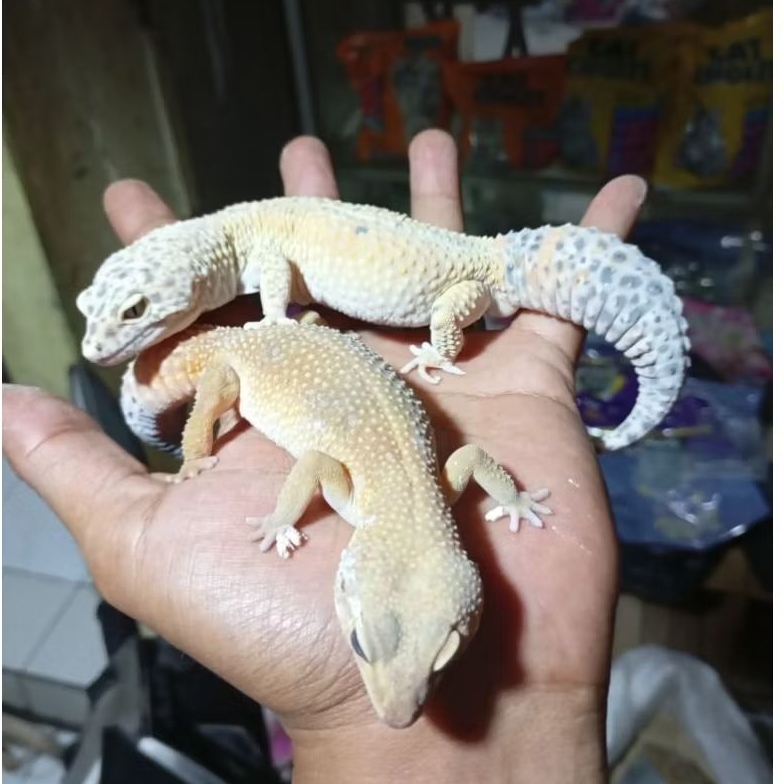 tokek gurun gecko sepasang kadal gurun dewasa