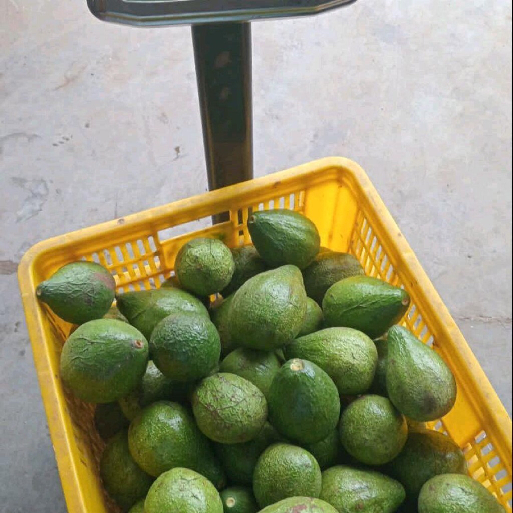 1kg Alpukat biasa (ukuran kecil) Pangalengan