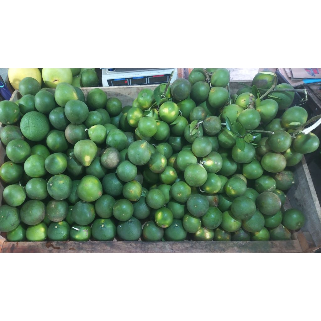 Jeruk Baby Sragen, Jeruk Baby Jawa Sragen