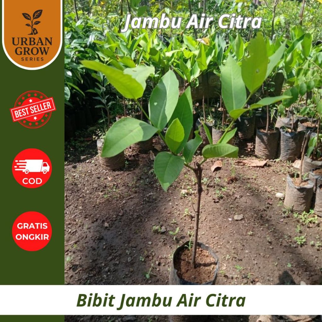 Bibit Jambu air Citra | Madu Delly | Kingrose | Dalhari Berbunga dan Berbuah