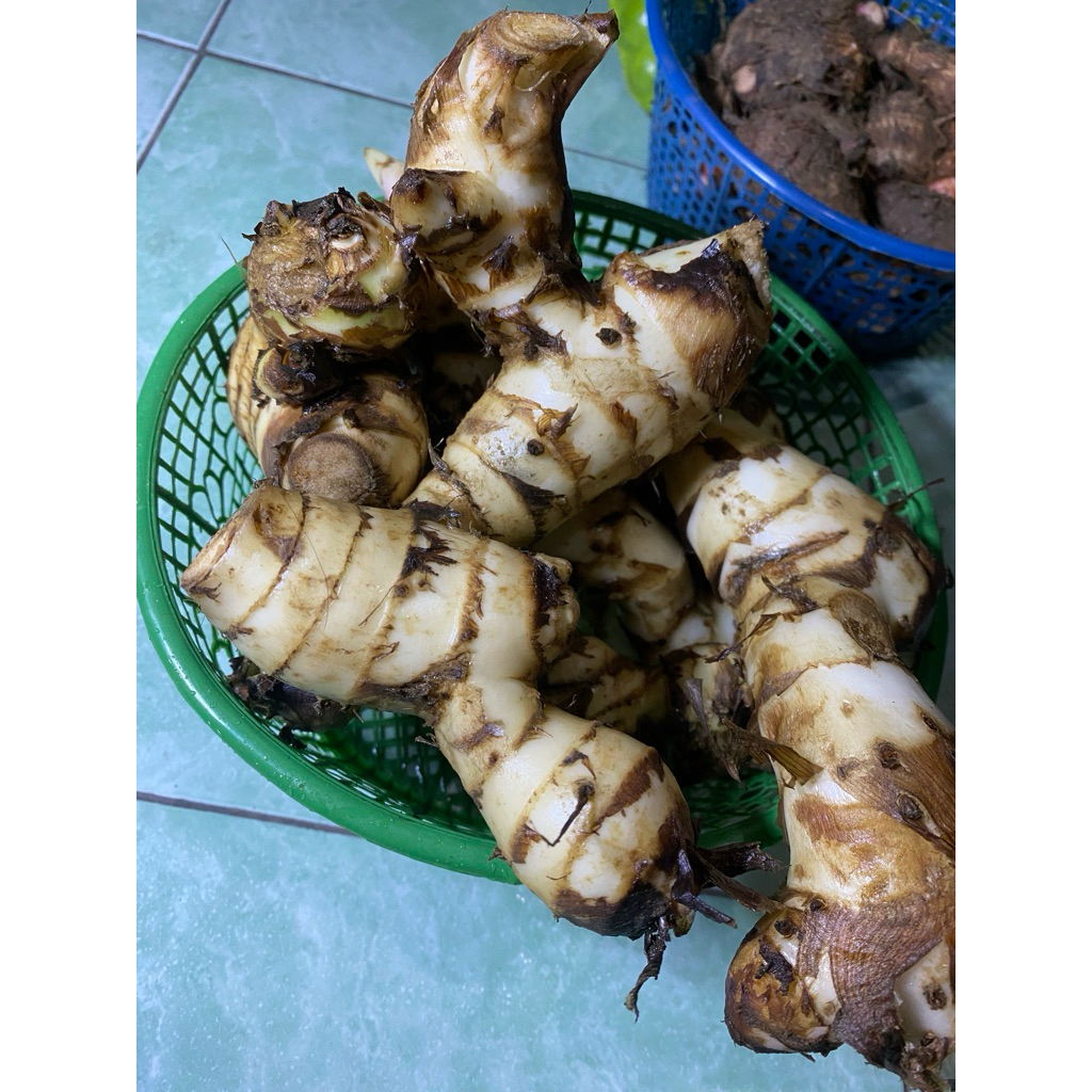 umbi ganyong atau jangklong atau midro khas muria