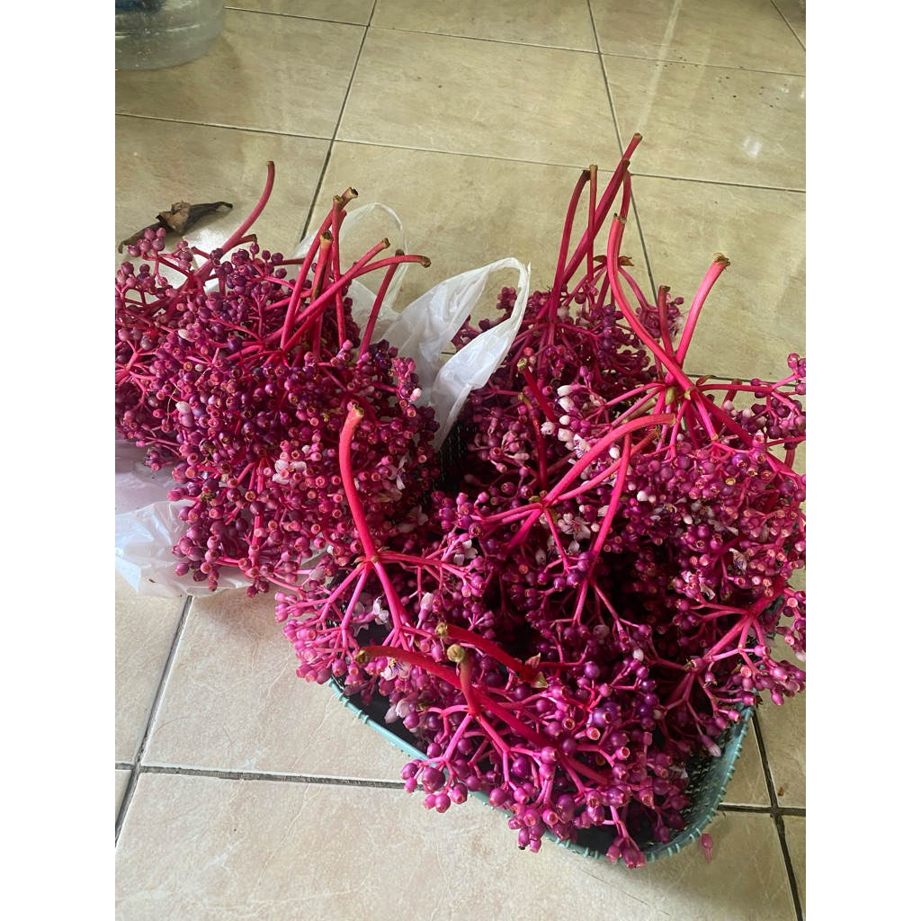 buah parijoto buat promil asli lokal muria