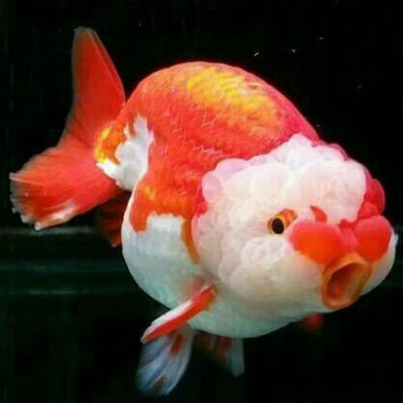 ikan koki ranchu red white size 5cm