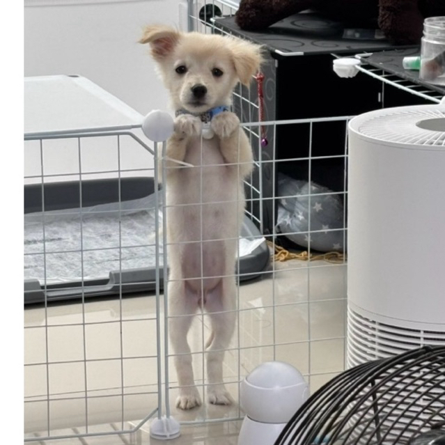 anjing kecil mix pom n chihuahua 5 bulan