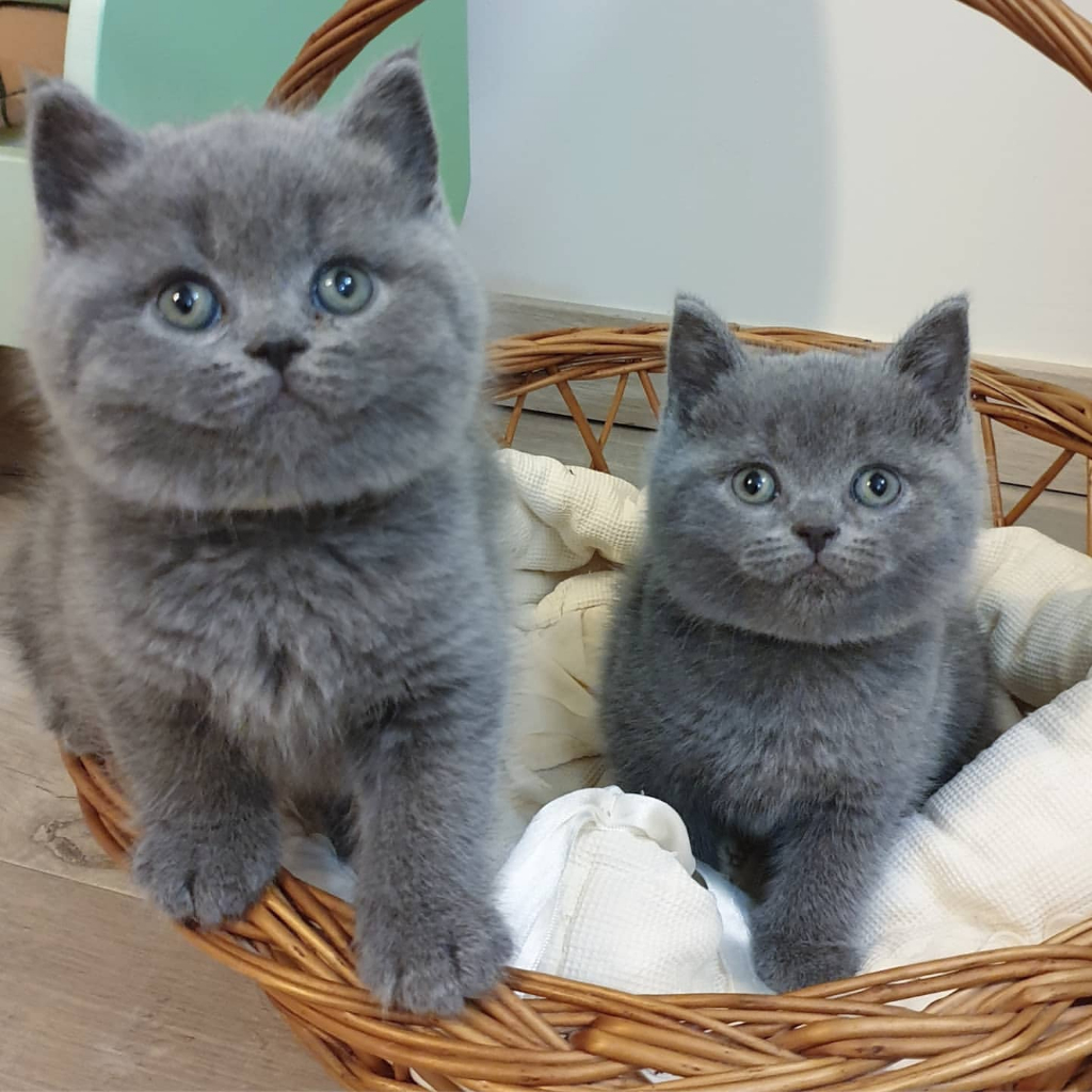 Kucing British Shorthair - Ragdoll Munchkin Scottish Fold Persia Peaknose Mainecoon