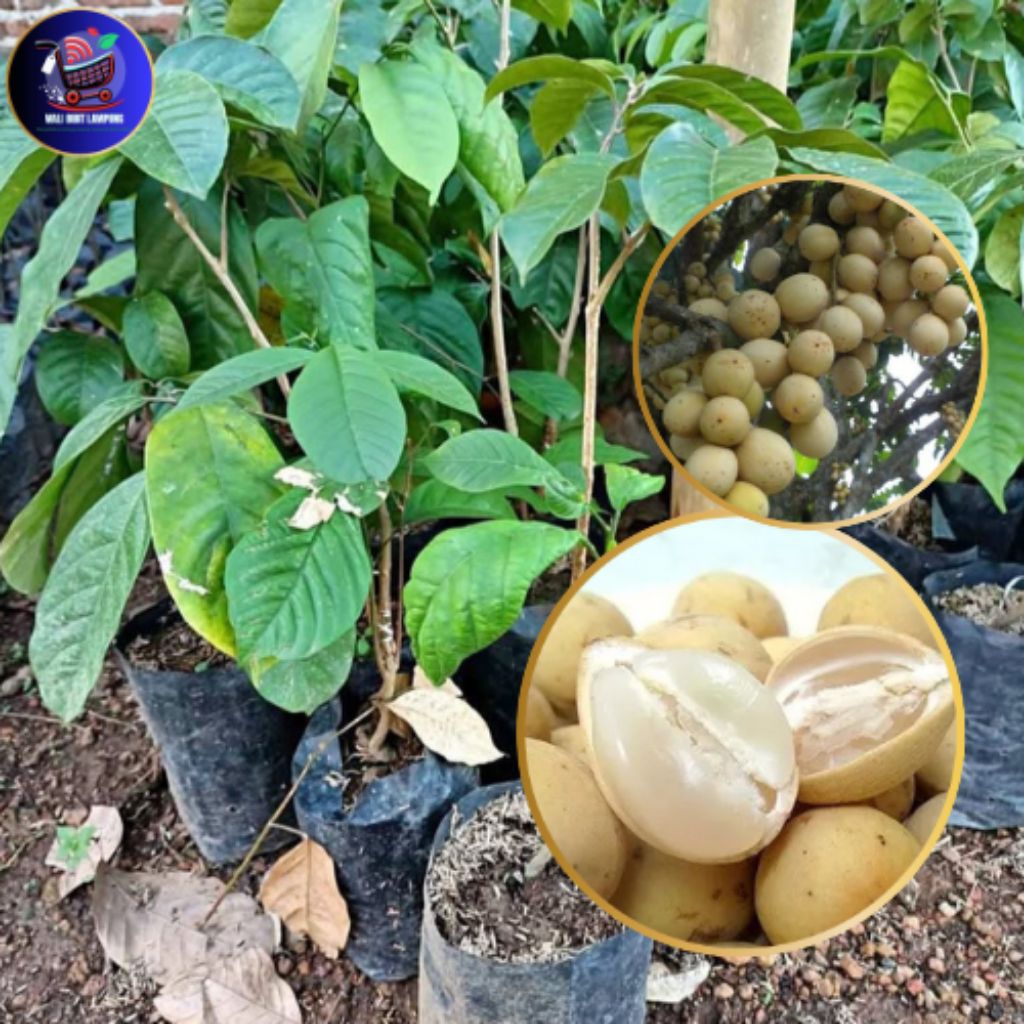 BIBIT DUKU komering duku palembang bibit super hasil sambung susu