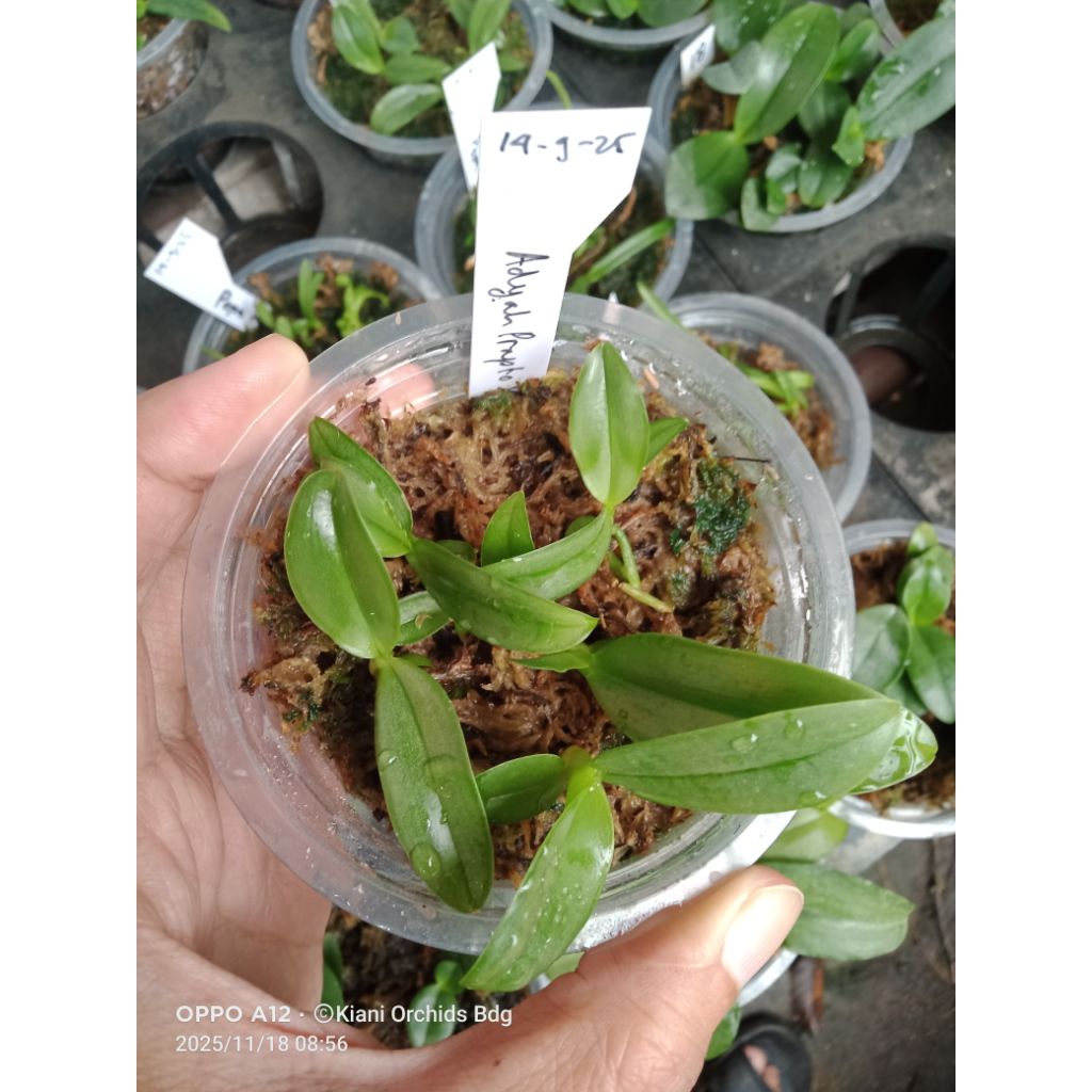 Anggrek Phalaenopsis Adyah Prapto x gigantea