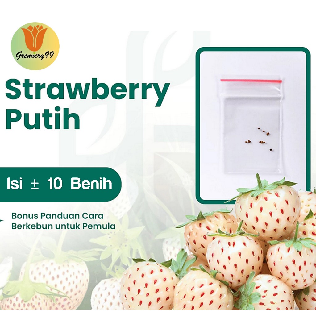 Benih Buah Strawberry Putih Unggul