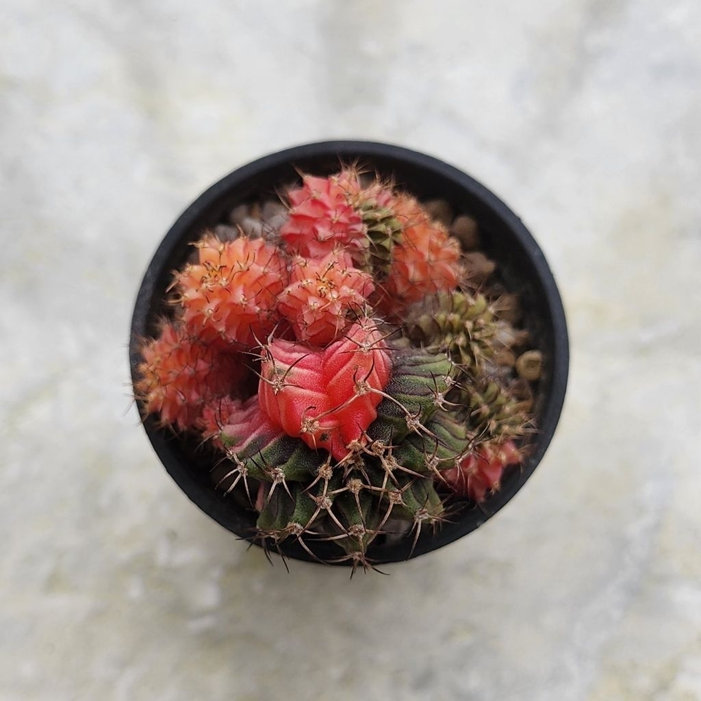 Kaktus Gymno Miha Hybrid Var/Gymnocalicium Mihanovichii Hybrid Variegata