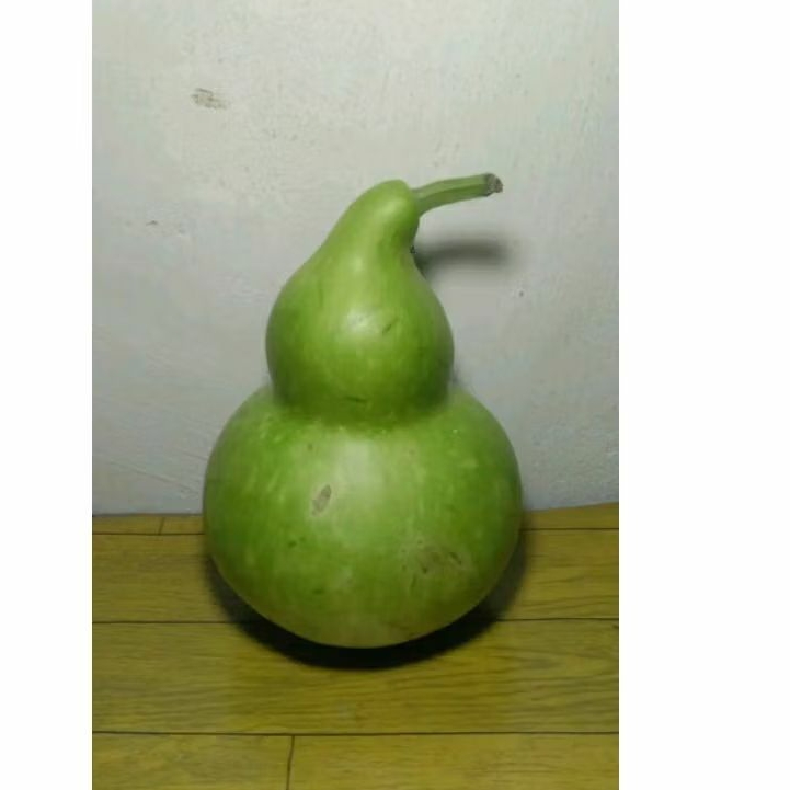 Labu botol/labu air/kukuk/buah labu air/buah labu segar/labu obat lambung