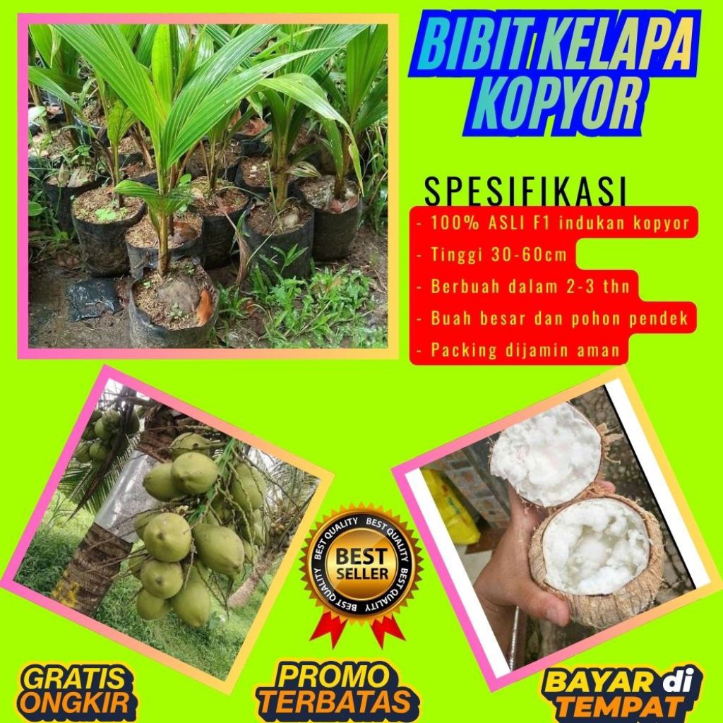 TERPERCAYA  Bibit Kelapa Kopyor Trubus