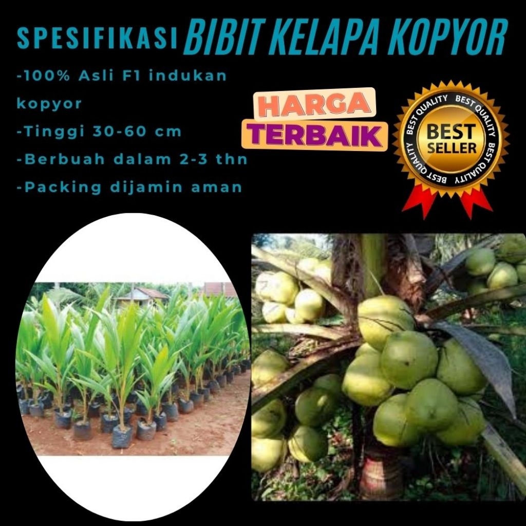 TERPERCAYA  Bibit Kelapa Kopyor Trubus