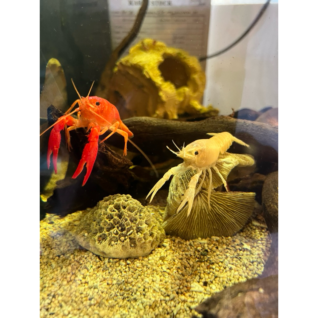 hiasan lobster hidup