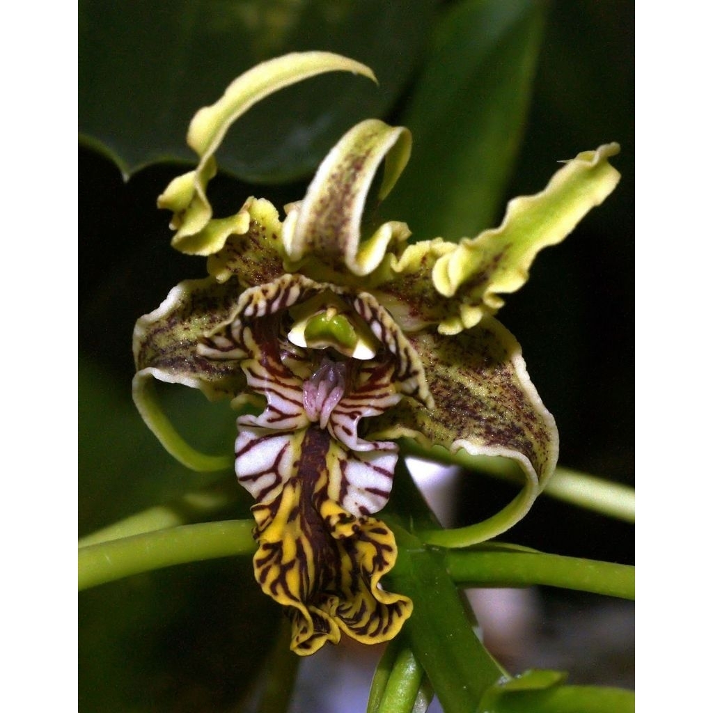 Bibit Anggrek Dendrobium Spectabile / anggrek kribo ukuran remaja HASIL SEMAI BIJI OUTDOOR