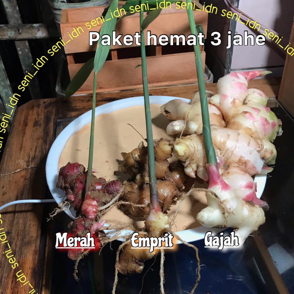 Paket 3 jenis tunas jahe / jahe merah / jahe gajah / jahe emprit bibit