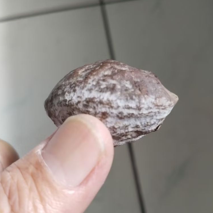 Kemiri Adu Muncang Adu Pedang Salimin JR Tua Jatuhan