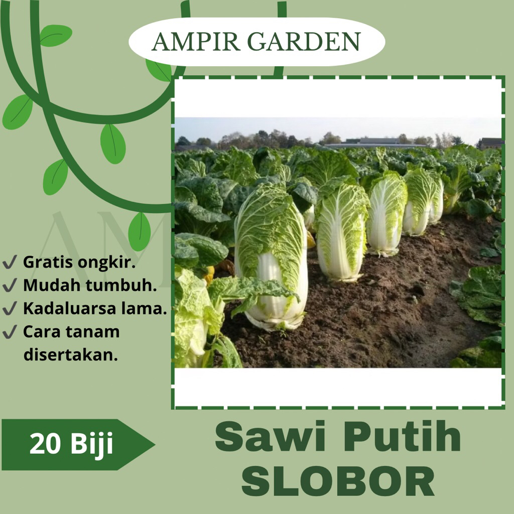 20 Biji Benih Sawi Putih Slobor F1 Import Quality Seed Bibit Sayuran Unggul Sawi Putih Hibrida Premi