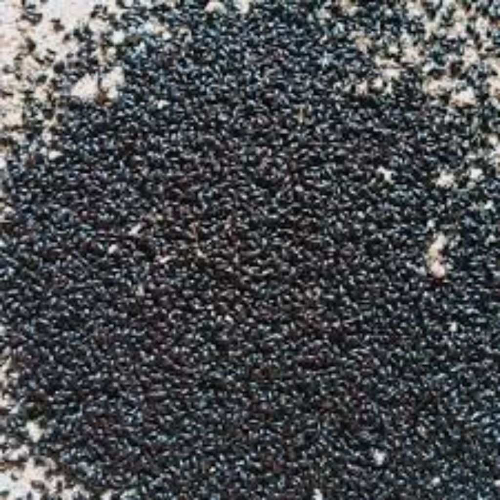 custom kepik ulat kandang 1 kg