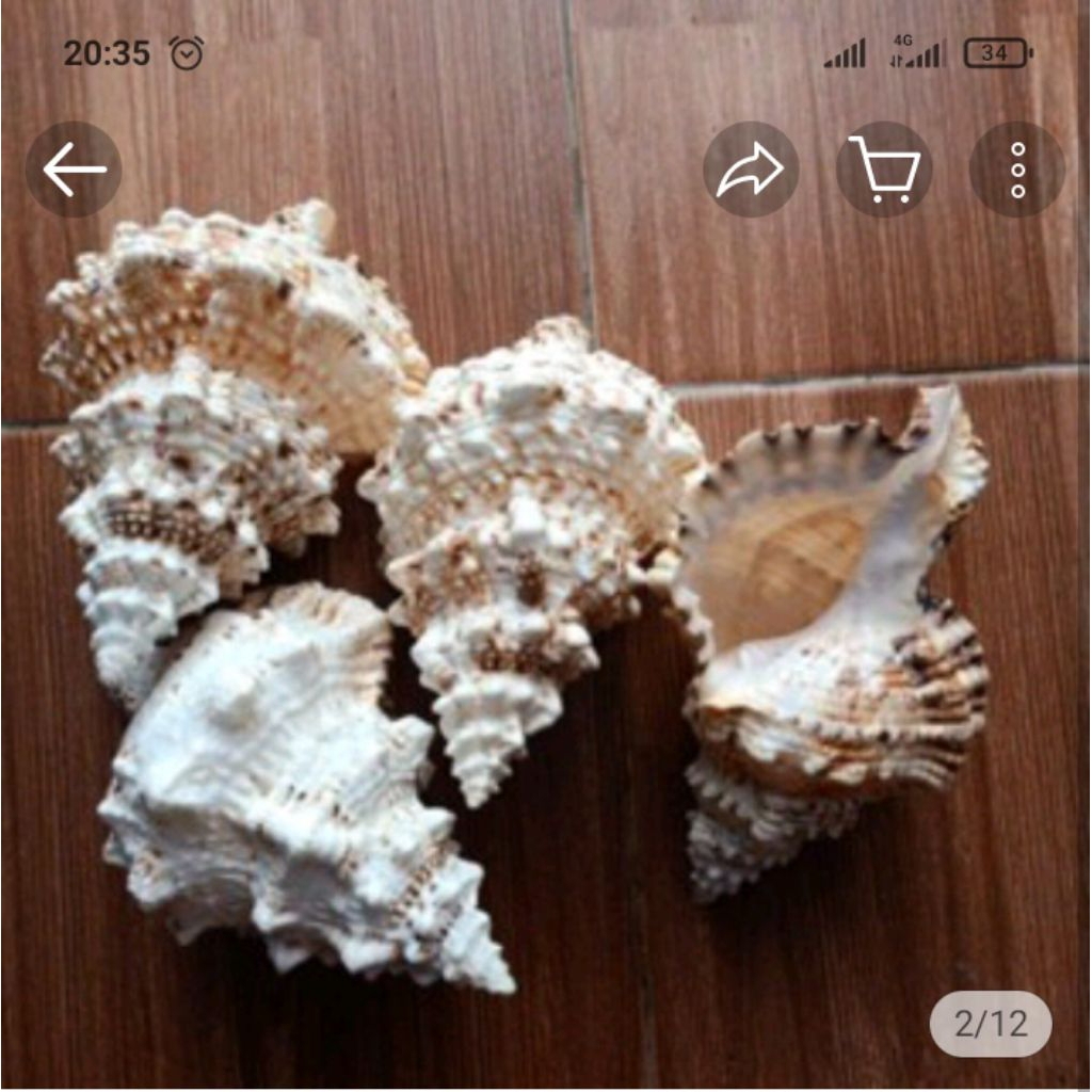 Cangkang Kerang Tutufa Keong Turbo Tutufa Kerang Koleksi/pcs