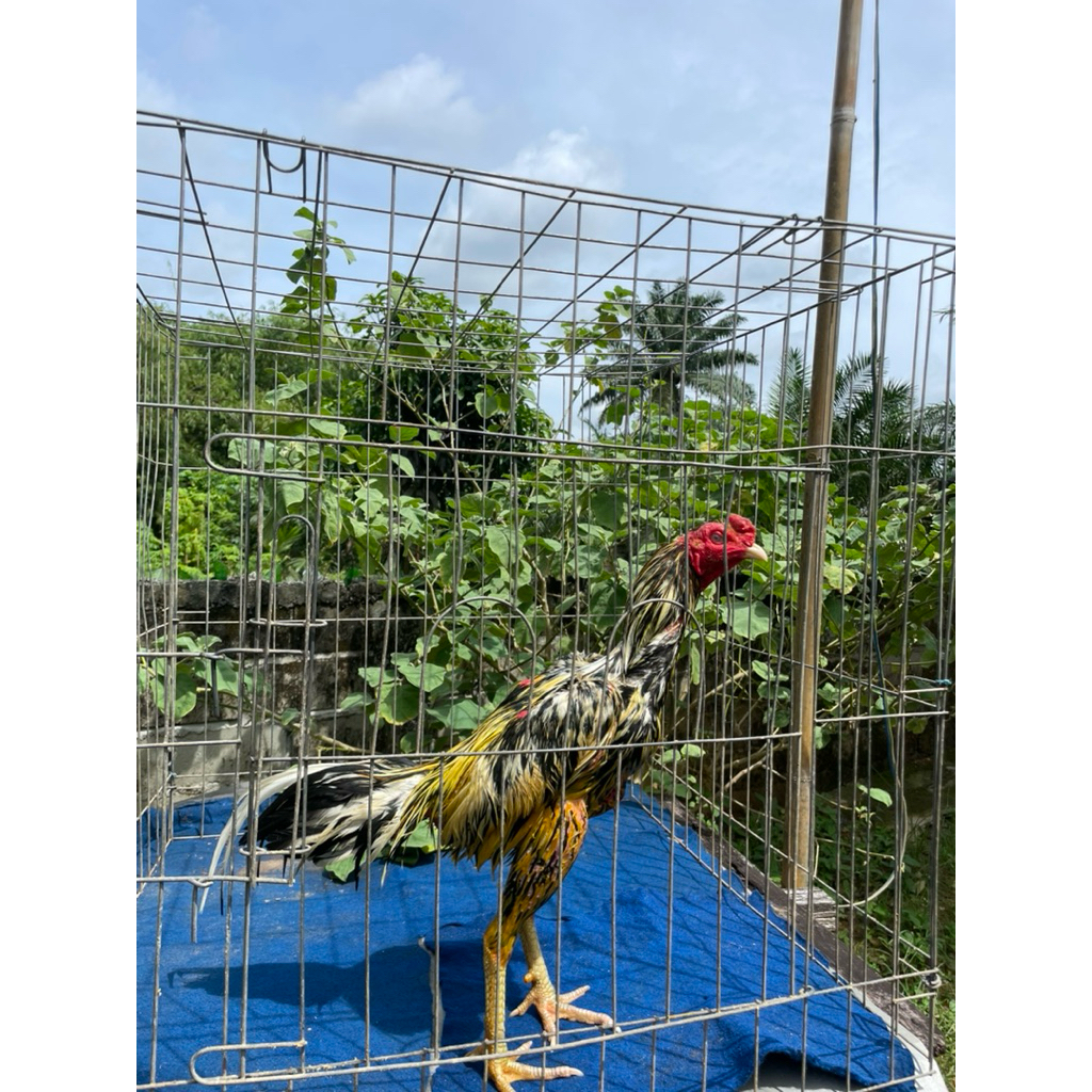 Telur ayam Fertil Pakhoy Full Brakot
