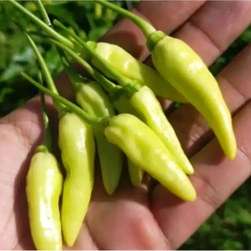Cabe / Cabai / Lombok Hijau Lalap