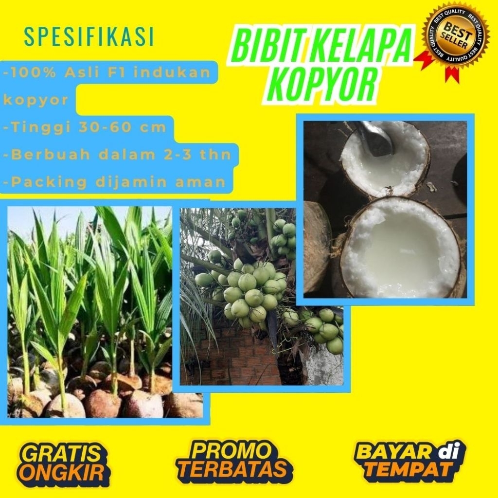 POHON PENDEK  Bibit Kelapa Kopyor Harga, Bibit Kelapa Kopyor Jelly, Bibit Kelapa Kopyor Jelly Thaila