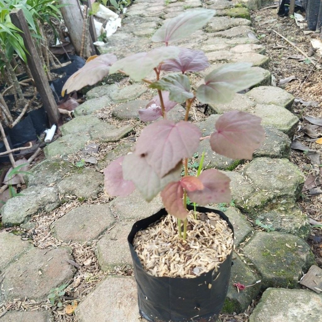 tanaman red panama bahan bonsai red panan cepat berbunga