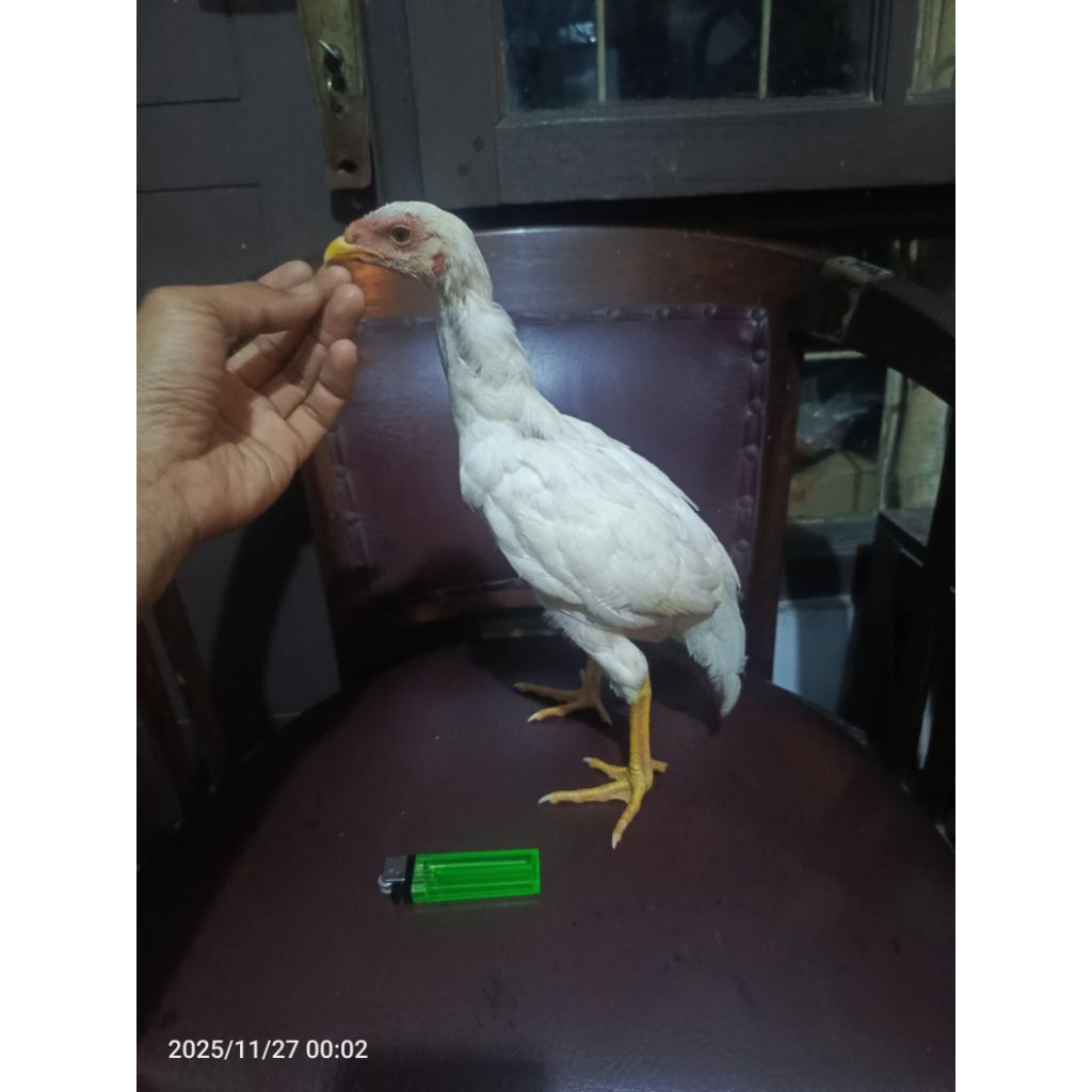 ayam bangkok anakan pilihan, warna putih