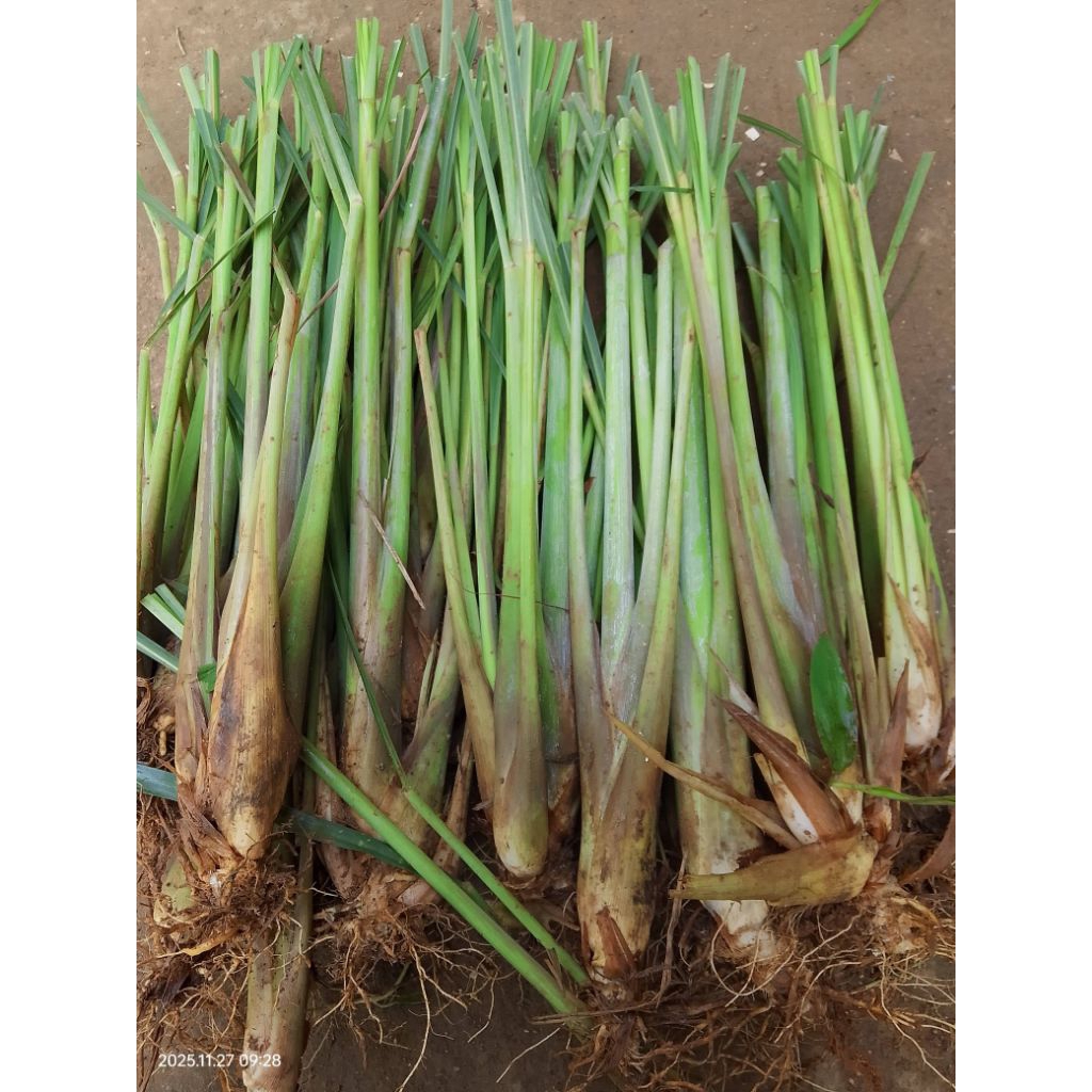 bibit sereh dapur sereh gajah jumbo 1kg