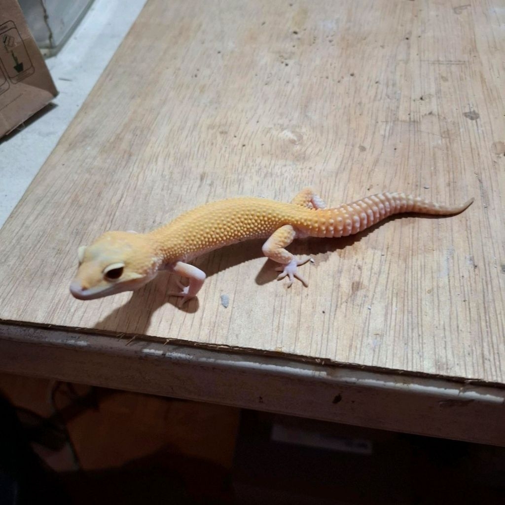 Leopard Gecko Male - Glow Raptor Ruby Eye - Dewasa Jantan Adult Siap Kawin Sehat Mulus