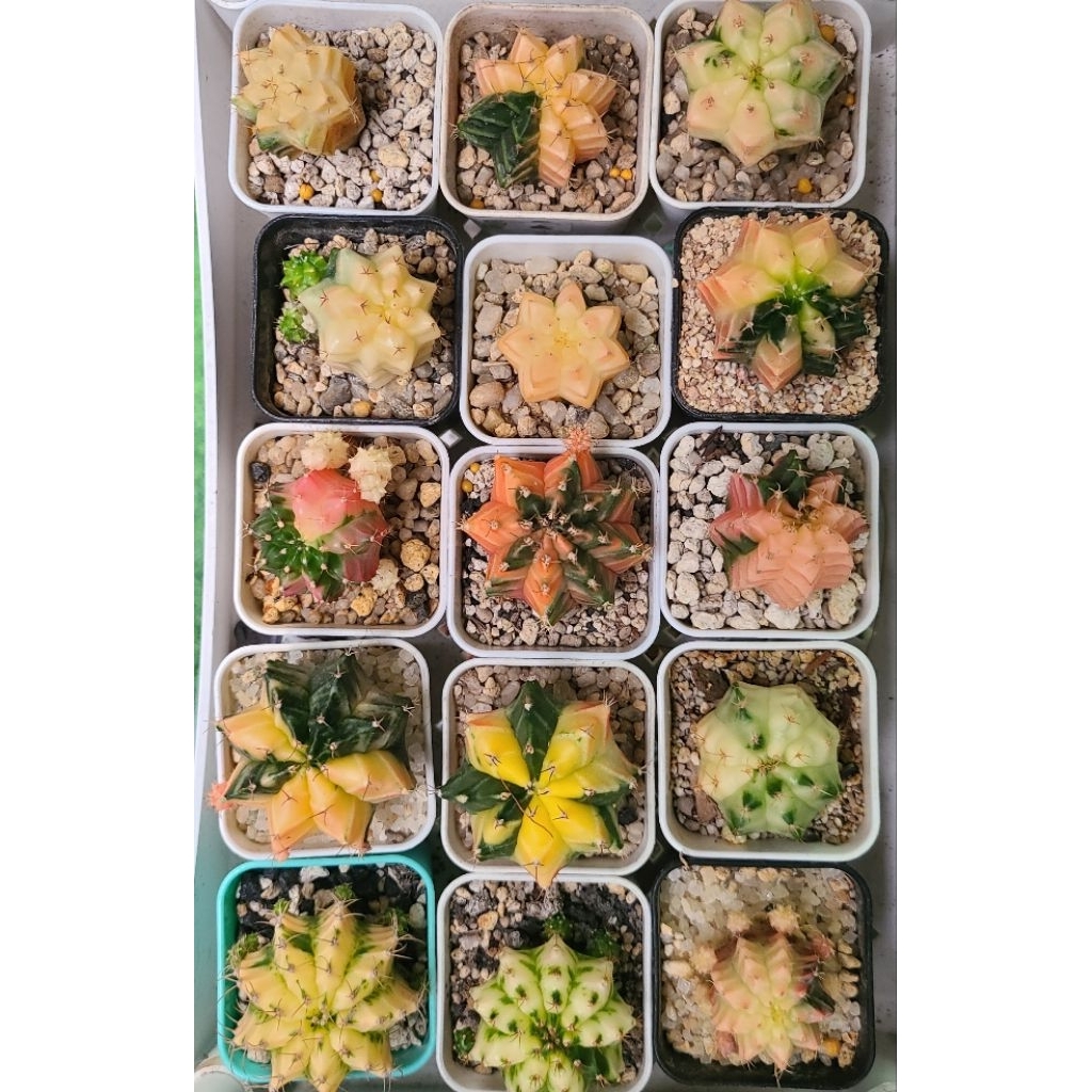 Gymnocalycum Mihanovichii