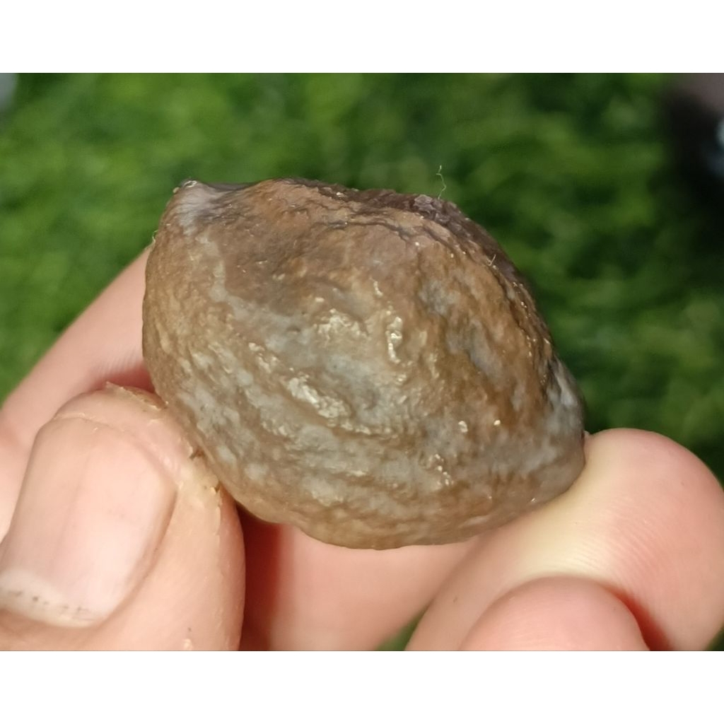 Muncang Jayanti  Urgen (urat genep)