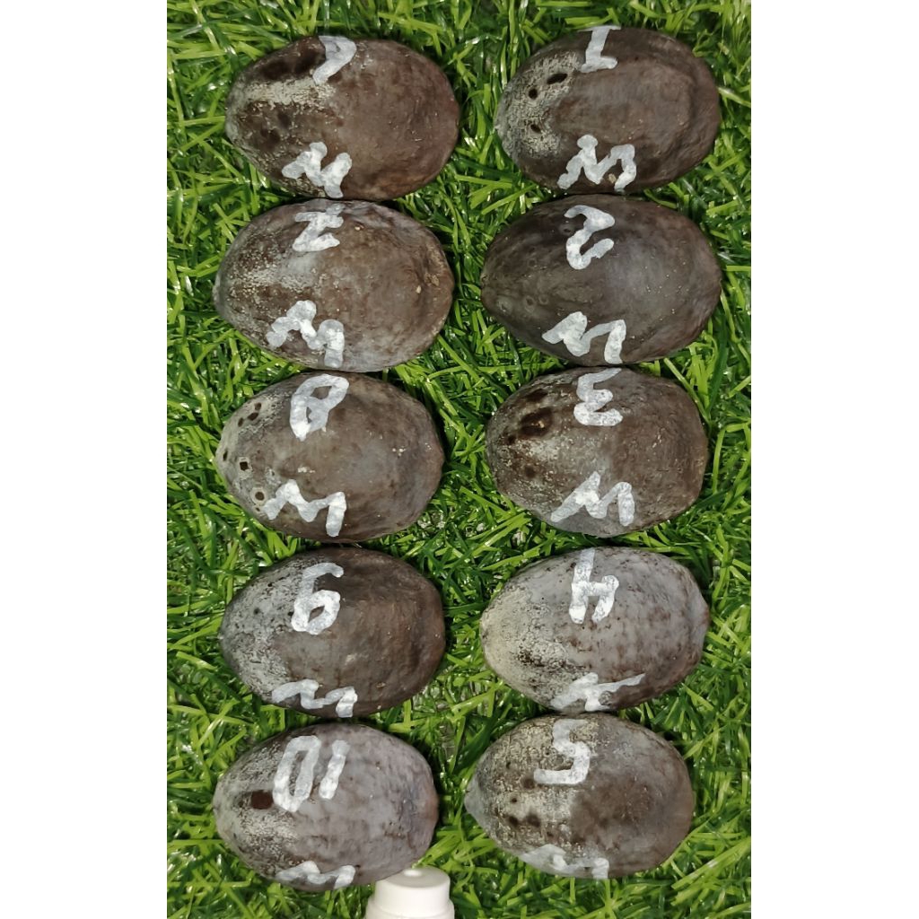 Muncang Anak Jayanti Berlin/milenial