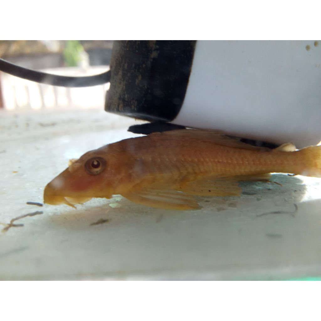 hiasan Aquarium pleco albino pembersih kaca