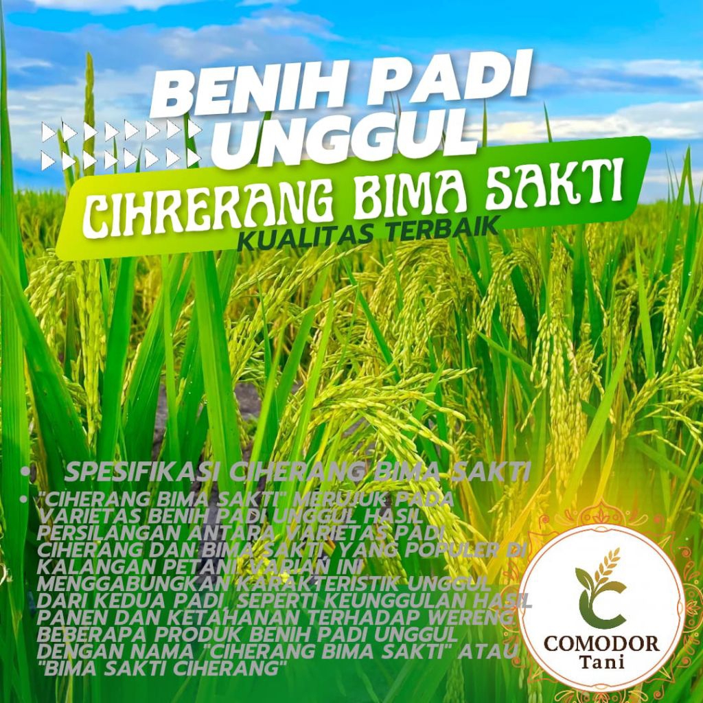 BENIH PADI CIHERANG BIMA SAKTI 5KG SUPER PREMIUM